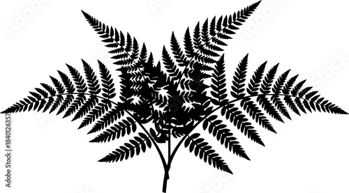 Stunning symmetrical fern frond silhouette perfect for elegant nature designs and botanical branding projects