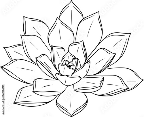 Elegant succulent outline drawing, perfect for botanical designs and minimalist projects, add a touch of nature to any creation with this detailed line work