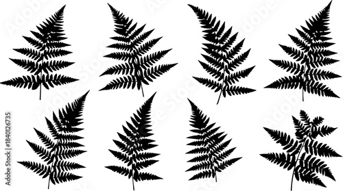 Stunning collection of delicate fern leaf silhouettes perfect for natural design projects and botanical accents