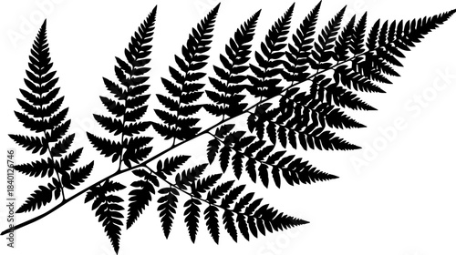 Elegant black silhouette of a detailed fern frond showcasing intricate natural botanical structure perfect for design projects
