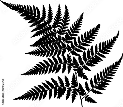 Elegant fern silhouette for branding, design, or nature projects, originally a vector graphic for scalable use and detail, botanical beauty for any project