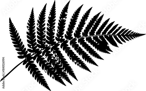 Stunning fern frond silhouette, a touch of nature's elegance, perfect for botanical designs and springtime themes, originally a scalable vector graphic