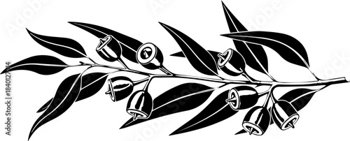 Elegant eucalyptus branch with gum nuts, beautifully detailed for botanical illustrations or stylish natural designs, adding an organic, minimalist touch