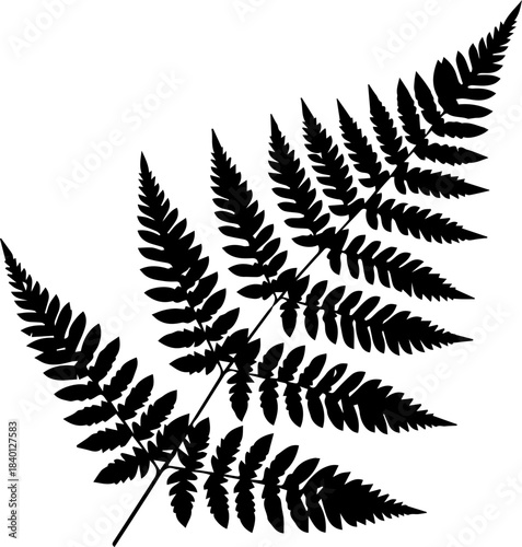 Elegant fern frond creates a calming, natural botanical accent, perfect for organic designs and minimalist modern projects, originally a scalable vector graphic