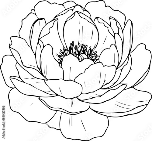 Delicate peony flower illustration with detailed line work, perfect for elegant designs and botanical themes, fresh and modern aesthetic with timeless appeal