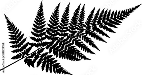 Elegant black silhouette of a delicate fern frond showcasing intricate natural botanical detail perfect for design projects