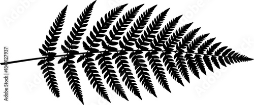 Stunning elegant black silhouette of a lush fern frond perfect for sophisticated nature design projects