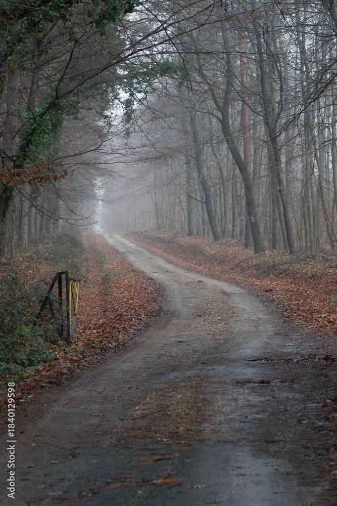 Obraz premium forest road