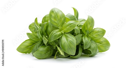 Fresh green basil leaves bunch, aromatic culinary herb ingredient isolated on white background