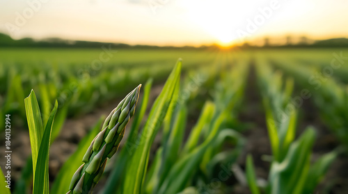 Close-up of a vibrant green crop in a field, basking in the warm glow of the setting sun. Rows of crops stretch to the horizon, promising a bountiful harvest, growth, and nature.