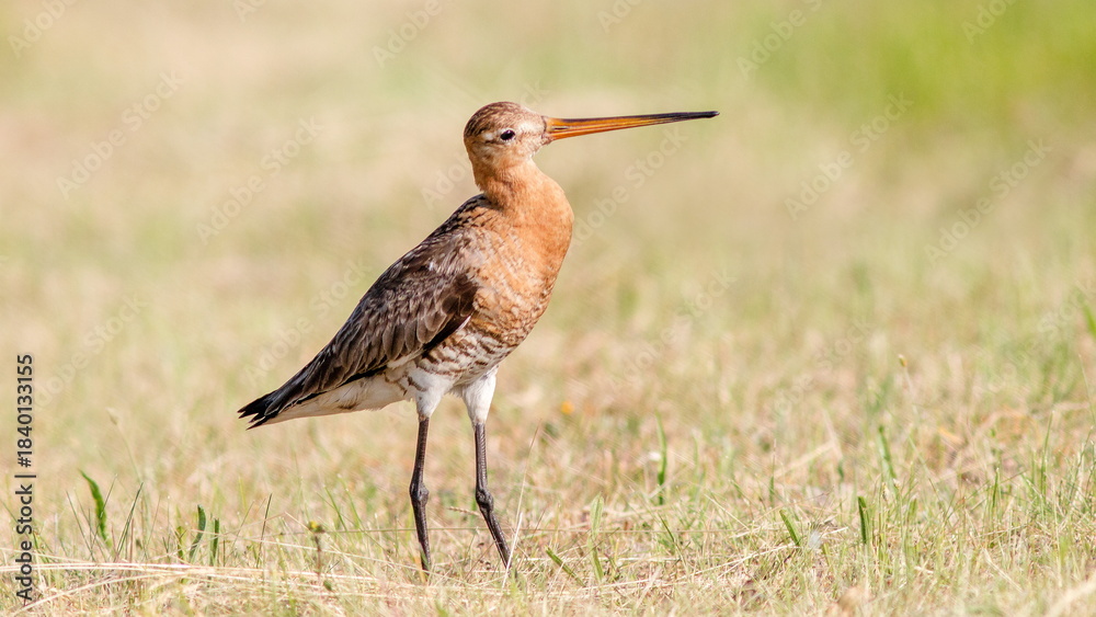 Fototapeta premium red crowned crane