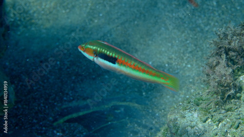 Εκτύπωση καμβά Mediterranean rainbow wrasse (Coris julis) undersea, Ligurian Sea, Italy, Imperi