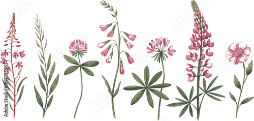 Set of colorful hand-drawn wild flowers and meadow plants, pink clover and green lupine botanical vector collection, nature garden illustration element