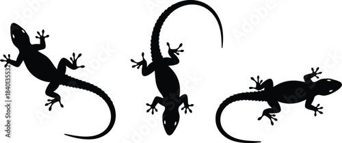 Lizard silhouette collection, black gecko reptile shapes, isolated vector style animals, crawling poses, wildlife design elements on white background