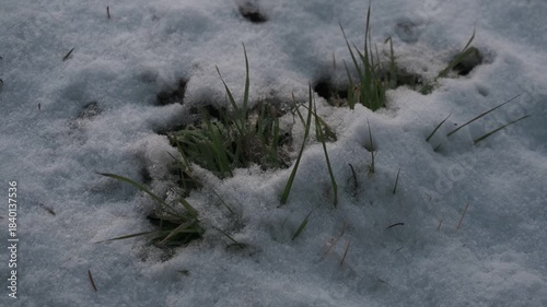 公園の地面に積もり始めた雪