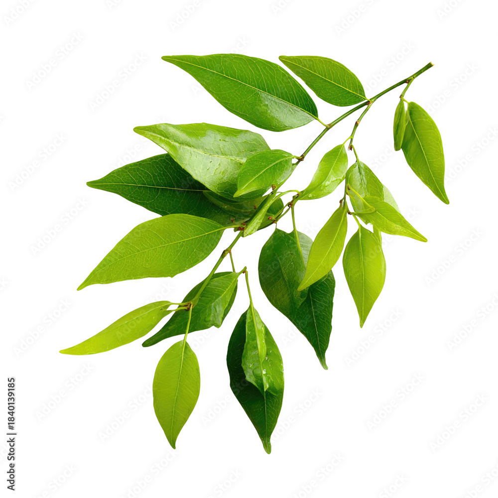 Fototapeta premium Green Leaves on a Branch