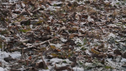 公園の地面に積もり始めた雪