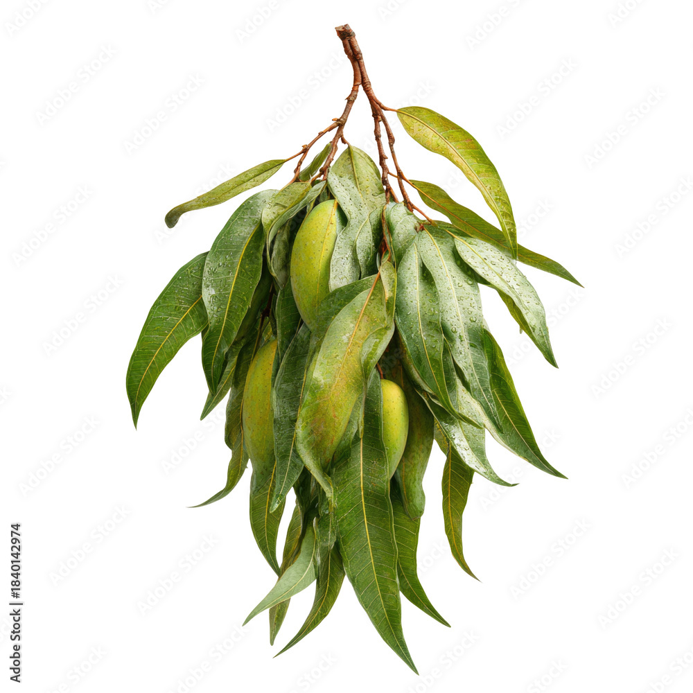 Obraz premium Mango Branch with Leaves Isolated
