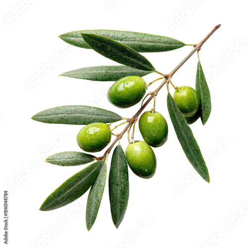 Wallpaper Mural Olive branch with ripe green olives Torontodigital.ca