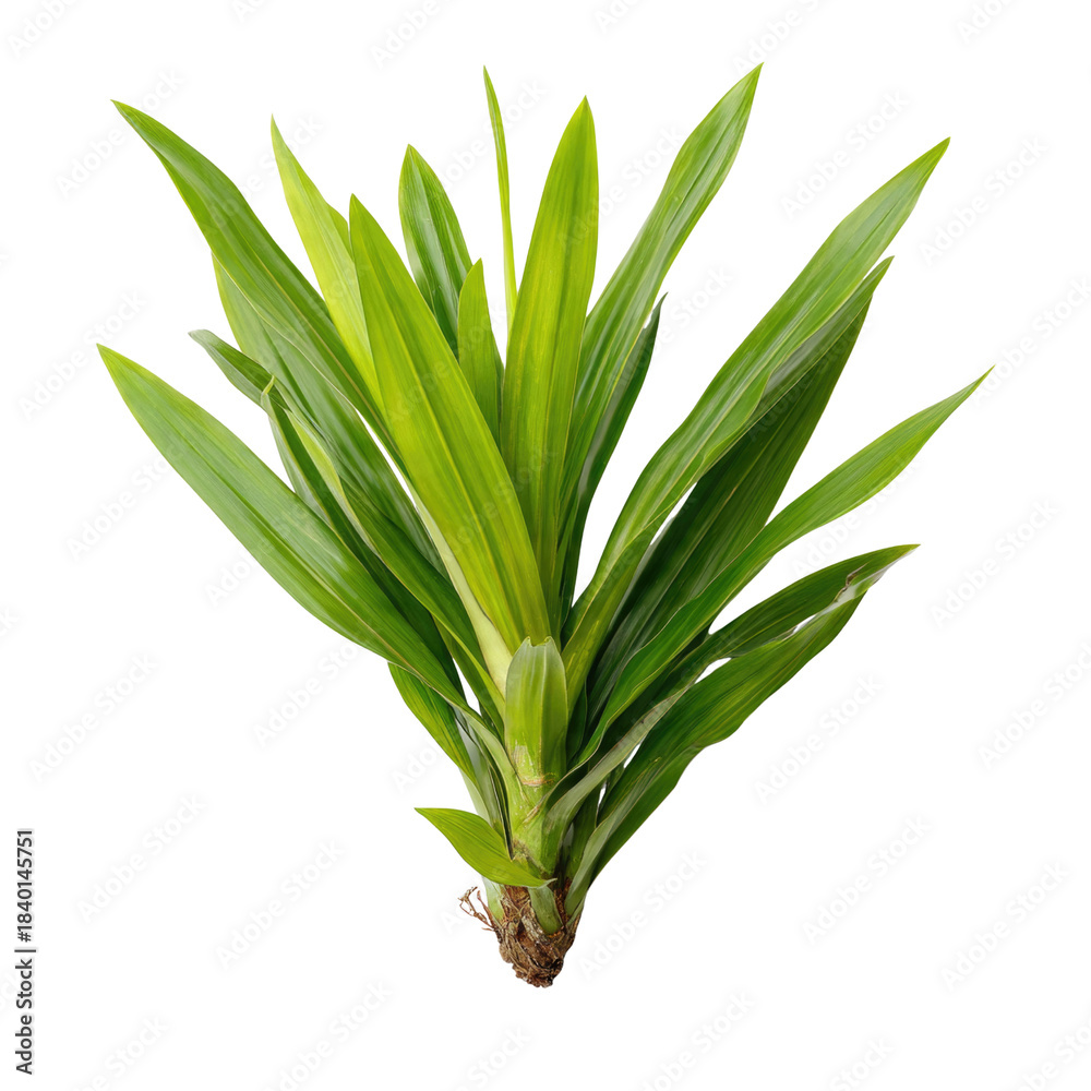 Obraz premium Pandan Plant Isolated on Transparent Background