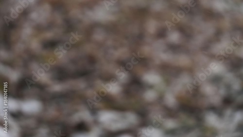 公園の地面に積もり始めた雪