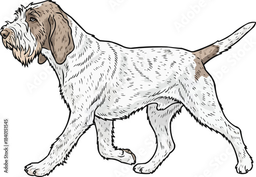 Italian Spinone dog walking trotting pose side profile