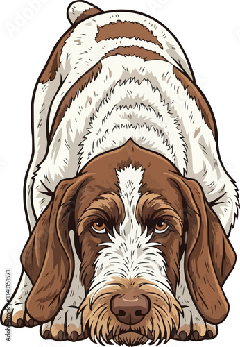 Italian Spinone dog crouched alert sniffing pose front view