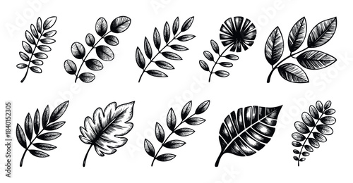 Black and white ink sketch drawings of various botanical leaf shapes and sprigs for graphic design and naturethemed projects.