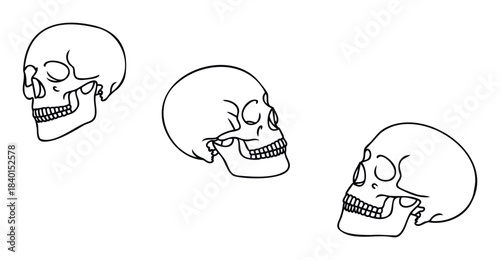Outline drawings of three human skulls viewed from different angles, perfect for Halloween themes and anatomical studies used in medical and educational contexts