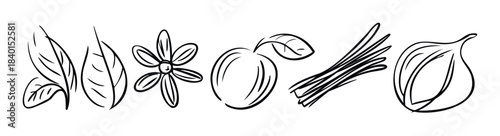 Line drawing collection featuring leaves, a flower, a plum, herbs, and an onion for natural themes and food preparation concepts.