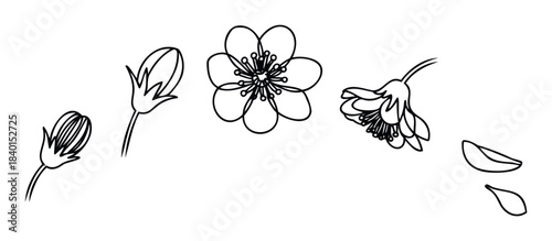 Collection of delicate line drawings featuring blooming flowers, unopened buds, and fallen petals, ideal for springthemed invitations, floral decor, or botanical graphics.