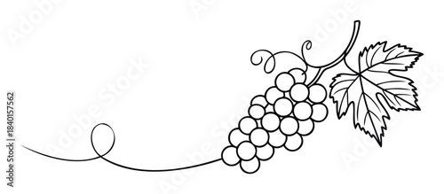 Delicate line drawing of a grape cluster with leaves and tendrils, perfect for culinary or botanical themes and agricultural promotions.