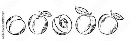 Collection of outline drawings of ripe peaches and apricots with leaves, perfect for summer fruit recipes and healthy eating promotions