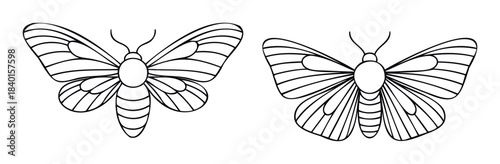 Simple outline drawings of two moths with segmented bodies and detailed wings, perfect for logos or decorative elements in print and digital media projects.