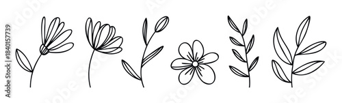 Collection of delicate line drawings featuring various flora including flowers and branches, perfect for adding organic and minimalist touches to graphic projects and organic branding.