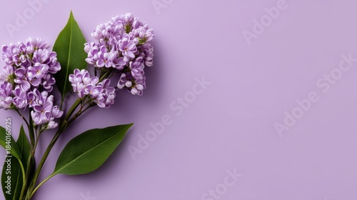 Delicate purple lilac flowers with lush green leaves on a soft lavender background, creating a serene and calming atmosphere for floral design projects