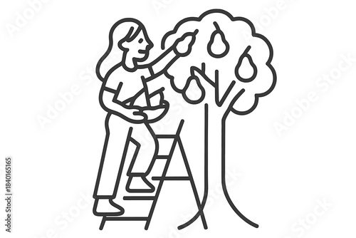 Woman standing on a ladder harvesting ripe pears from a fruit tree in an orchard