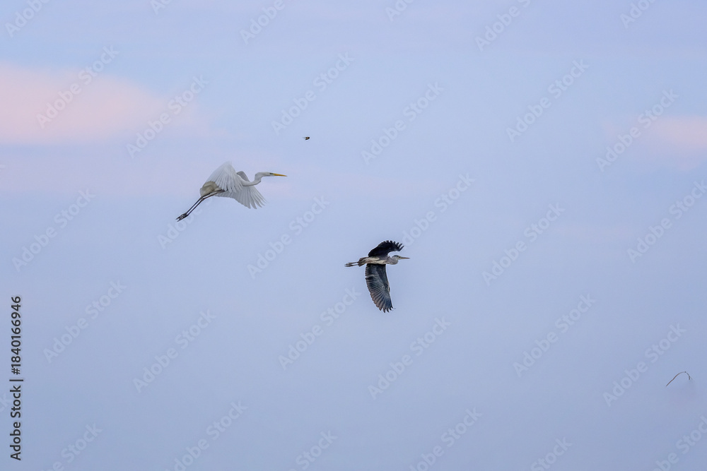 Obraz premium Great Egret and Grey Heron Flying Together in Pale Cloudy Sky