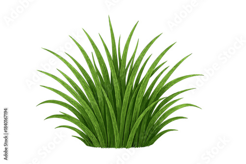 Vibrant green ornamental foliage clump with long pointed leaves isolated on white background