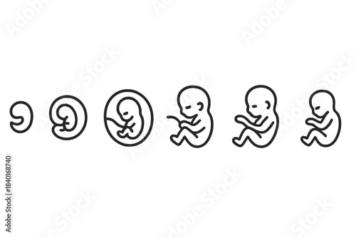 Stages of human embryonic and fetal development from zygote to late fetus
