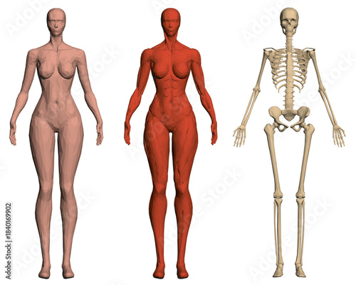 A female polygonal body model reveals the skeleton and muscle structure against a clean white background. Front view