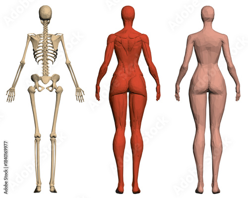 A 3D polygonal model contrasts a female torso with an animated skeleton on a white background. This dynamic visualization highlights human anatomy and musculature. Back view