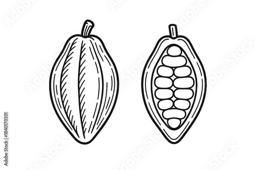 Detailed black and white of whole and cross sectioned cocoa pod with raw beans