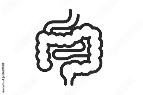 Stylized outline diagram of the human small and large intestines anatomical structure
