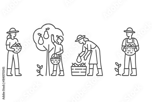 Workers picking pears from a fruit tree and gathering the fresh harvest into baskets