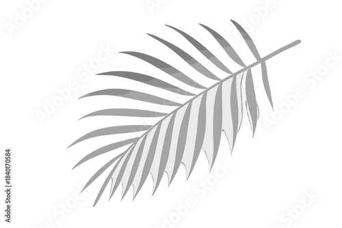 Stylized tropical palm leaf silhouette in gray color isolated on a white background