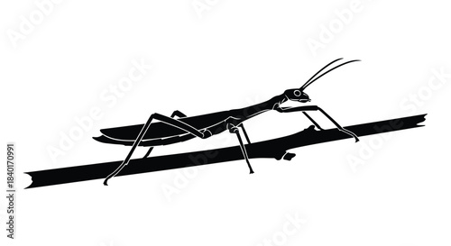 Silhouette of a cricket crawling a line