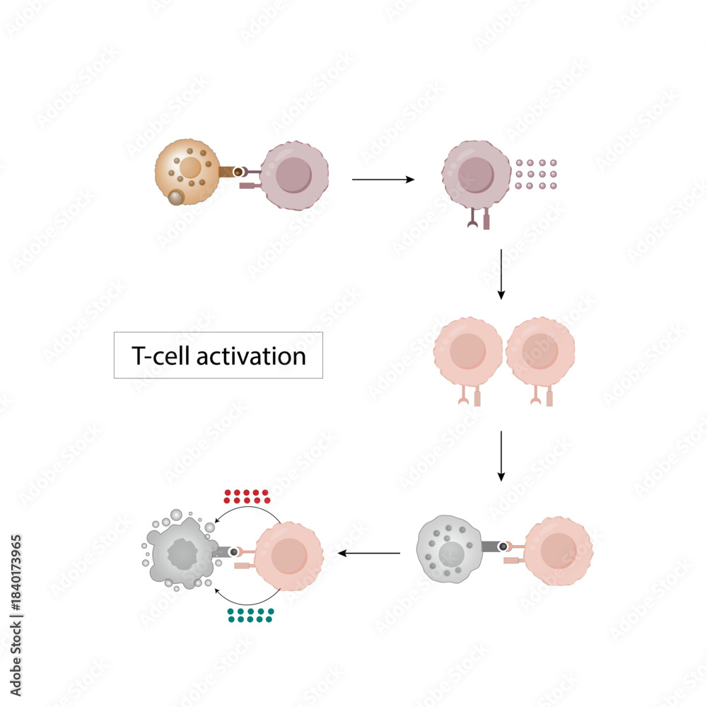 Fototapeta premium T cell activation diagram, helper T cell and cytotoxic T cell. Adaptive immune system. Vector illustration.