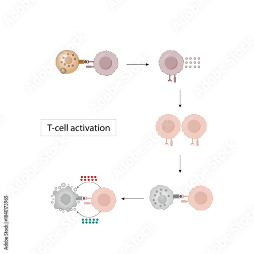 T cell activation diagram, helper T cell and cytotoxic T cell.  Adaptive immune system. Vector illustration.