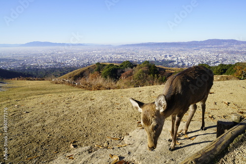 奈良 若草山頂から見た風景